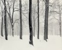 Winter Trees 2