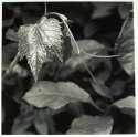 Grape Leaf