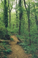 Path of Green