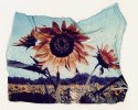 sunflowerlift001ws