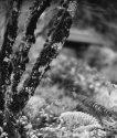 secret garden #1