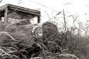 Truck in weeds