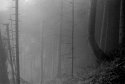 Trees in the fog