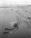 45ef-spring-from-shore