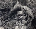 Tree Roots