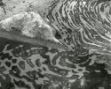 Rock and Foam