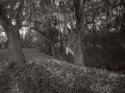 backyard 2012