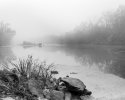 Foggy Morning