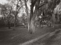 backyard 2012 3