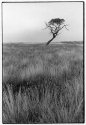 Lone tree