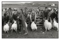 Judging sheep - Mull, Scotland.
