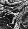 Ti Tree Stump