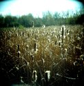 Cattails