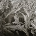Frost Variations