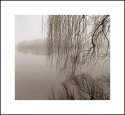 Willow, Lake, and Fog