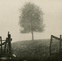 AUTUMN MIST