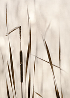 Cattails on O'Neal Lake