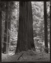Redwood, Bull Creek Flat, 2012