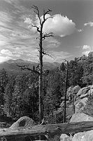 Tree, Longs Peak RMNP