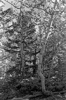 Aspen, Lumpy Ridge RMNP