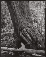 Redwood, McDonald Creek, Redwood Nat. Park, 2012