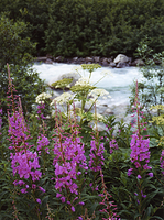 Fireweed