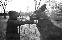 35mm Agfa Cinerex IC1N 50asa orthochromatic film