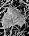 vwalsh-frosted-leaf-print
