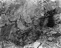 Cliff and Tree, RMNP