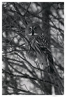 Great Grey Owl 3