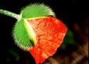 Poppy Potential