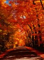 Autumn Glory