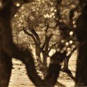 Olive trees