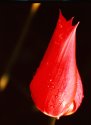 Red Tulip with water droplets