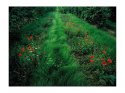 Poppies & road