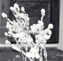 Mallow in snow II