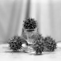 Liquidambar Styraciflua Fruit
