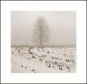 Bellevale Farm 2