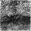 Flowers and shadows