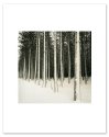Van Rd. Pines - Emmet County, MI 2006