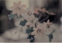 Silk Flowers- Hand Coloured
