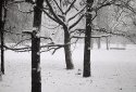 Tree...