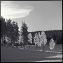 Birch in snow and light, II