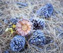 Pinecone