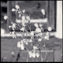 Mallow in snow, III