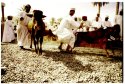 You Can Lead A Bull To Market, But..., Oman 2008