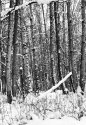 Winter Birch