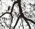 Winter Branches