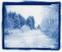 Christmas  Card Cyanotype