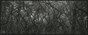 Branches, Trinidad State Beach, 2013